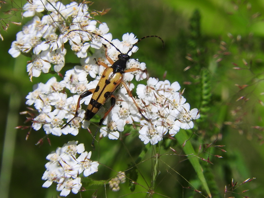 Rutpela maculata - tarkacsápú karcsúcincér