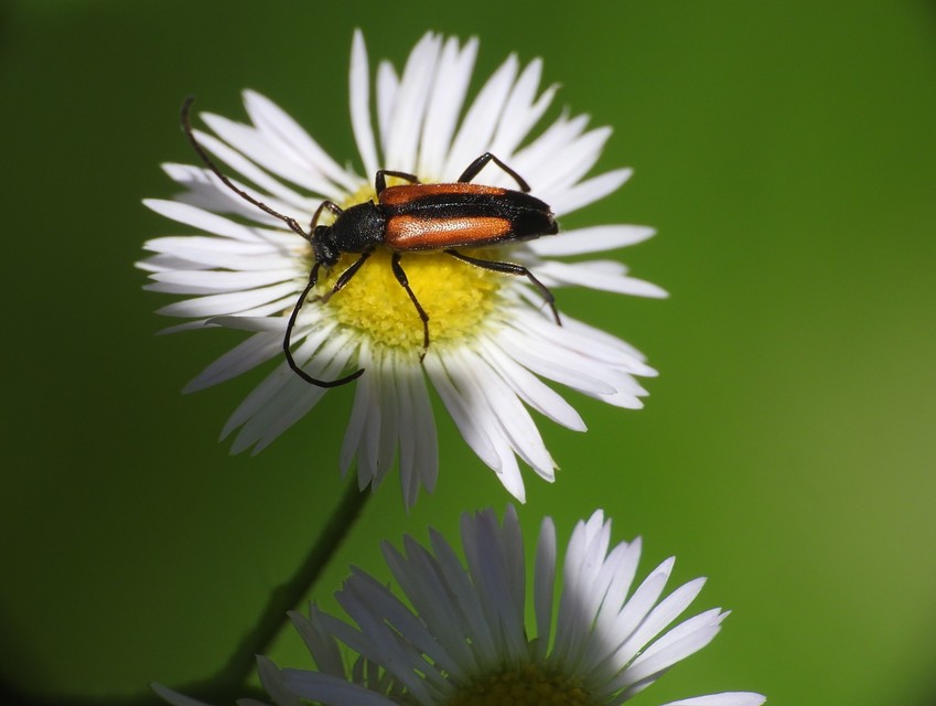 Stenurella melanura - feketevégű karcsúcincér