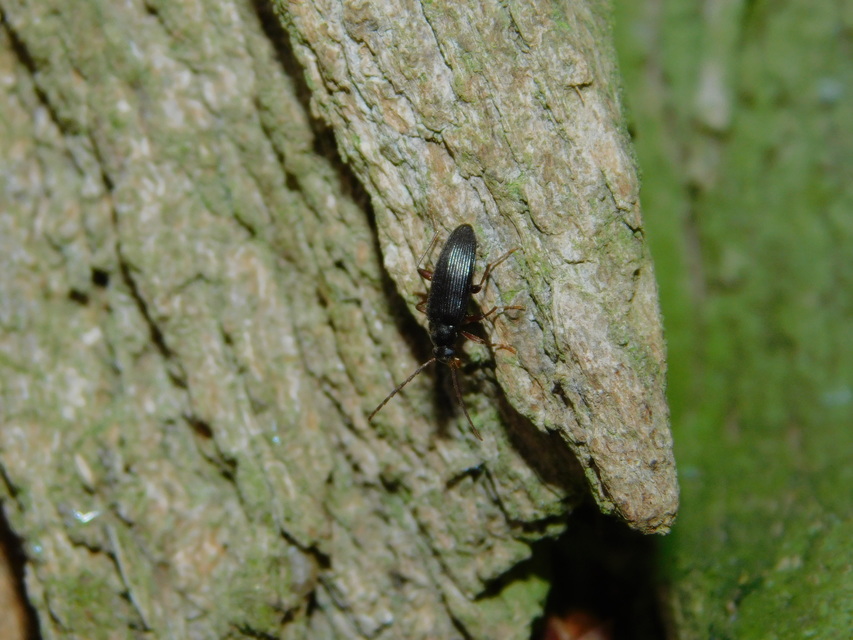 Allecula morio - karcsú alkonybogár Allecula morio - karcsú alkonybogár
