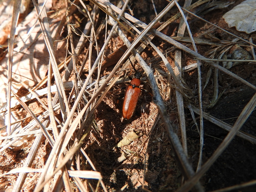 Stictoleptura rubra - vörös virágcincér