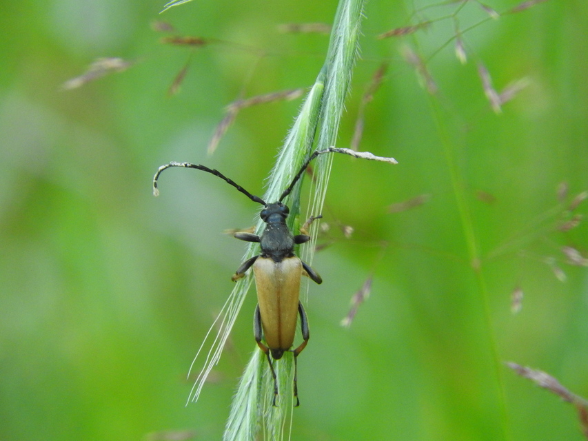 Stictoleptura rubra - vörös virágcincér