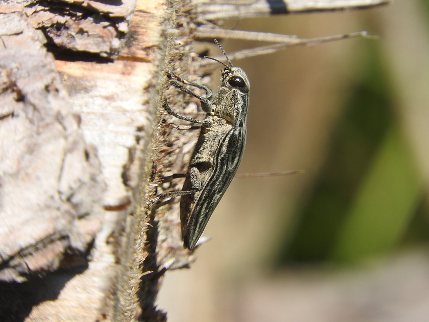 Chalcophora mariana - nagy fenyvesdíszbogár