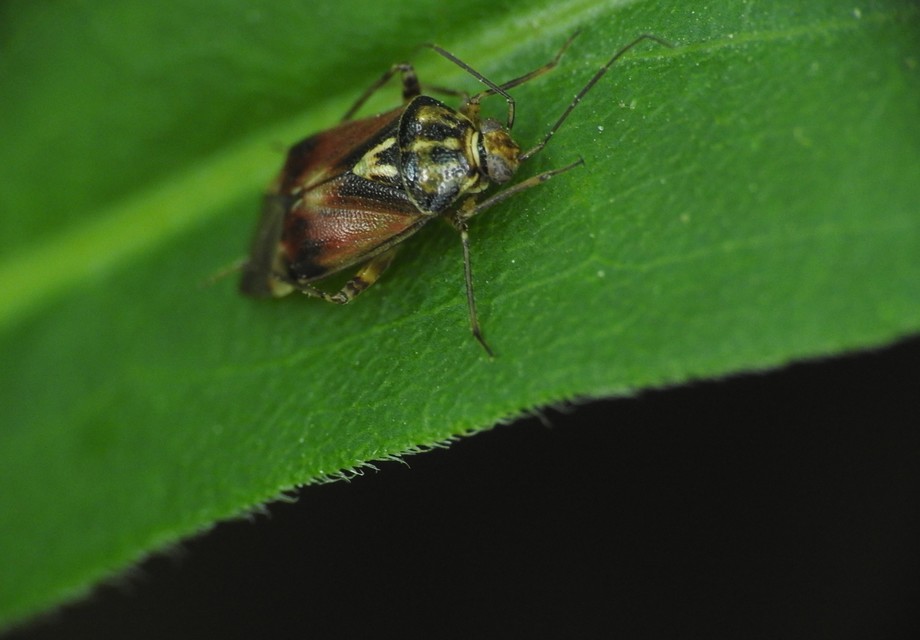 Lygus pratensis - változó mezeipoloska