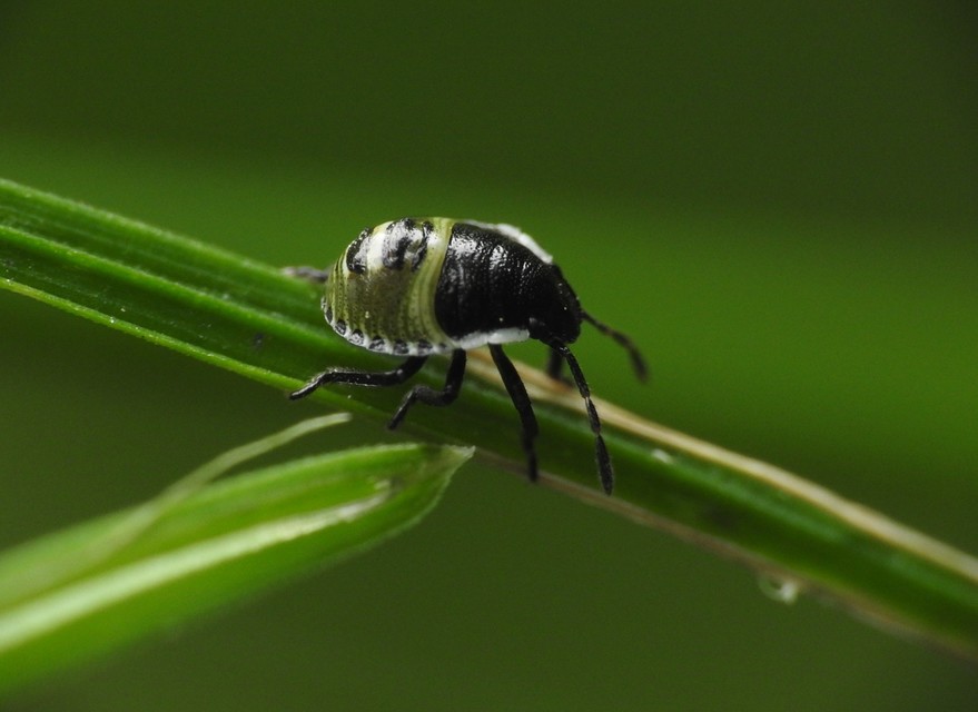 Palomena