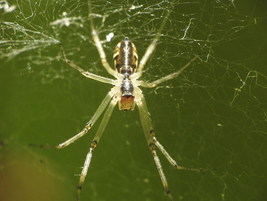 Linyphiidae - vitorláspókok