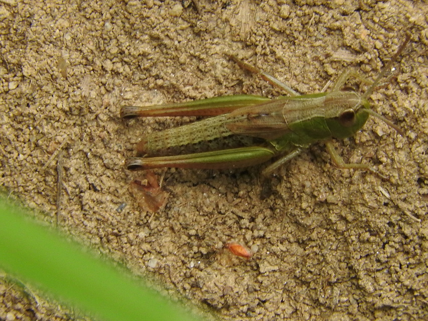 Pseudochorthippus parallelus - közönséges rétisáska