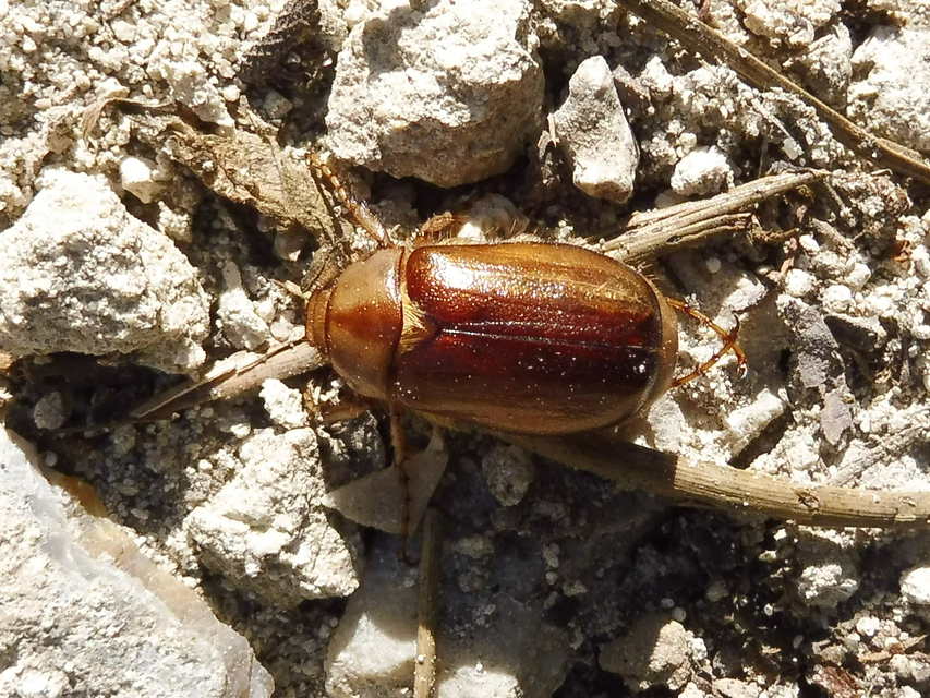 Rhizotrogus aestivus - tavaszvégi cserebogár