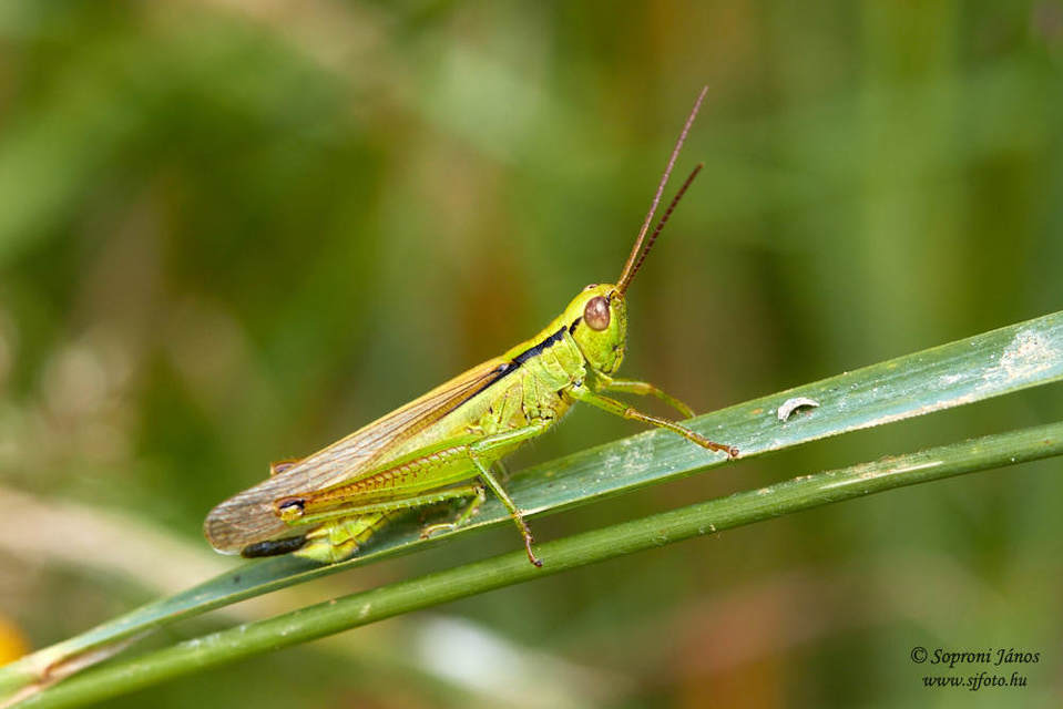 Mecostethus parapleurus - hagymazöld sáska