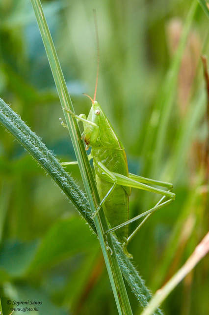 Ruspolia nitidula - nagy kúpfejűszöcske