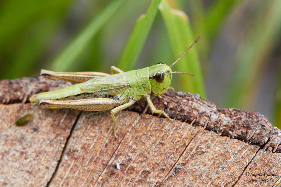 Pseudochorthippus parallelus - közönséges rétisáska