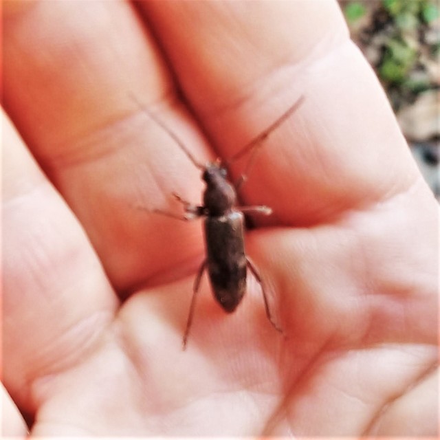 Trichoferus campestris - szállóvendég éjicincér