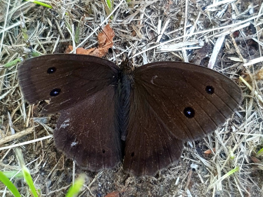 Minois dryas - fekete szemeslepke Minois dryas - fekete szemeslepke