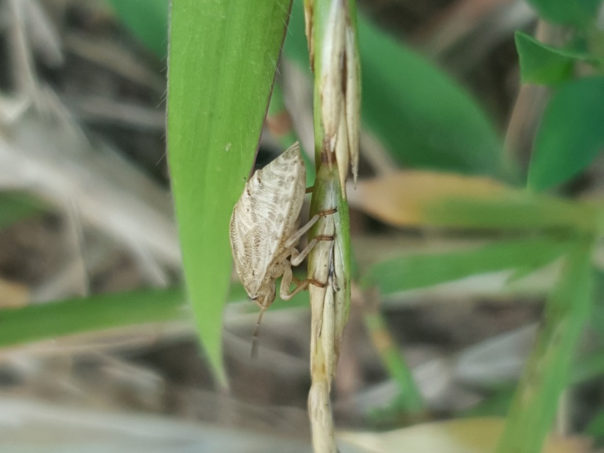 Eurygaster