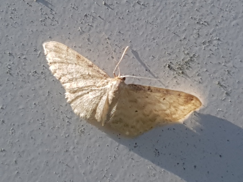 Idaea fuscovenosa - szürkeszélű apróaraszoló