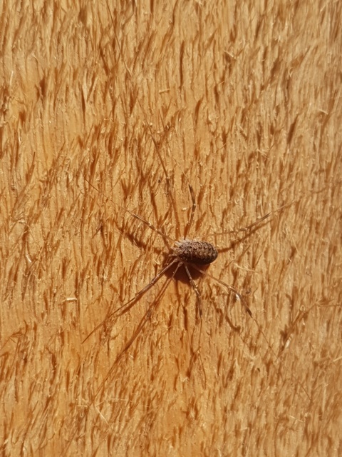 Opilio