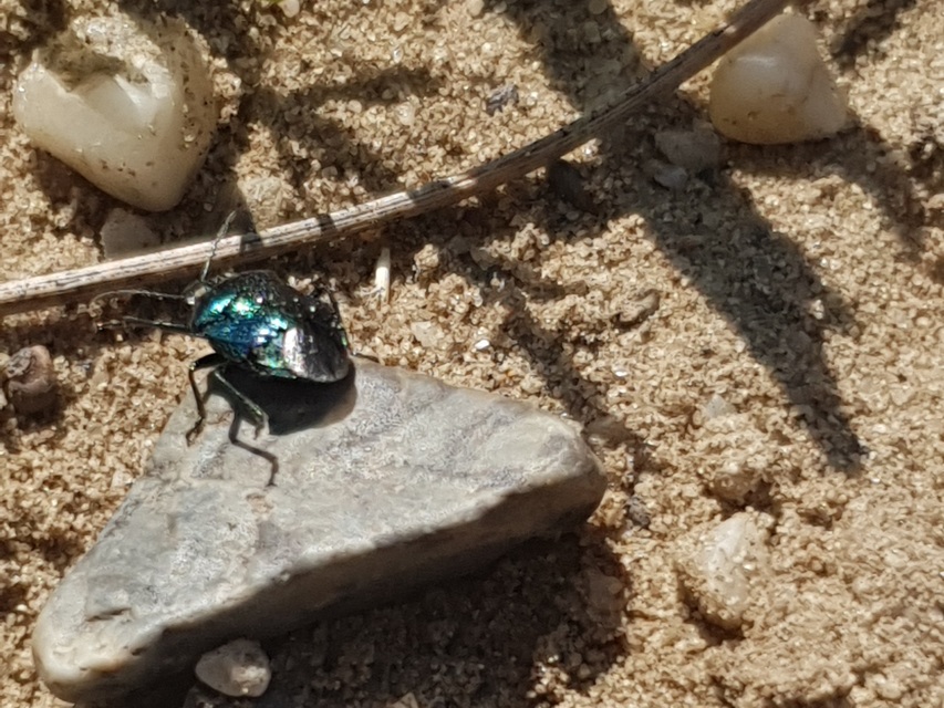 Zicrona caerulea - acélkék poloska Zicrona caerulea - acélkék poloska