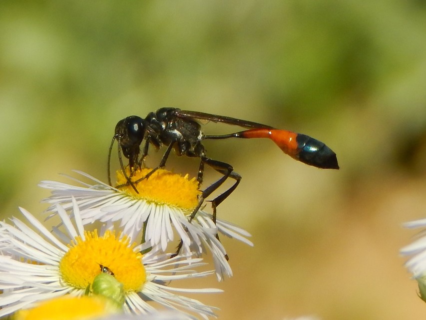 Ammophila