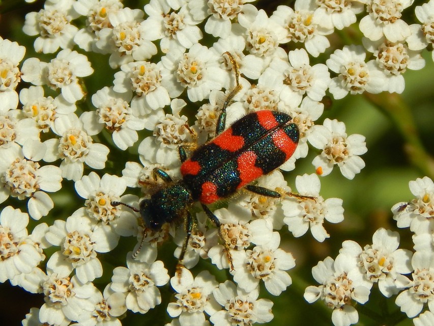Trichodes favarius - hatfoltos méhészbogár
