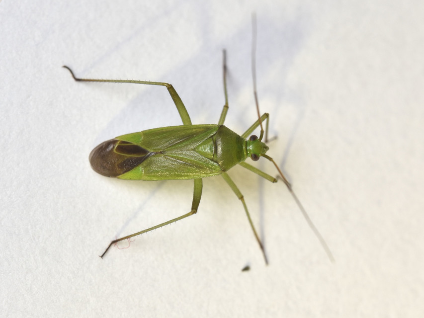 Calocoris affinis
