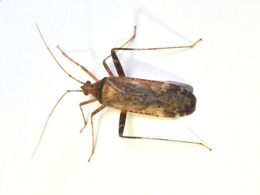 Phytocoris ulmi - szilfapoloska
