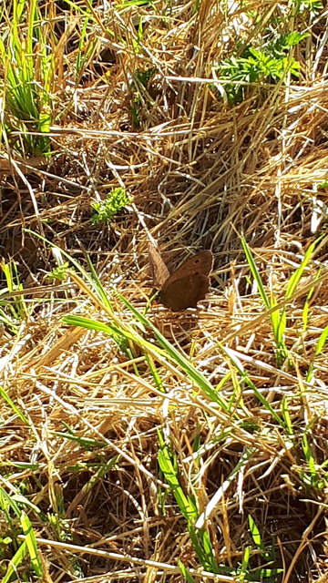 Minois dryas - fekete szemeslepke Minois dryas - fekete szemeslepke