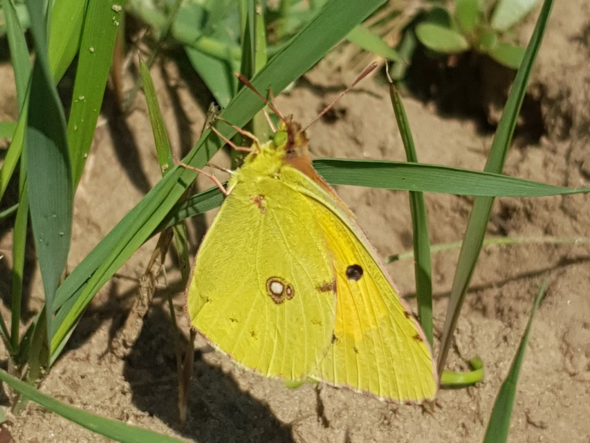 Colias croceus - sáfránylepke