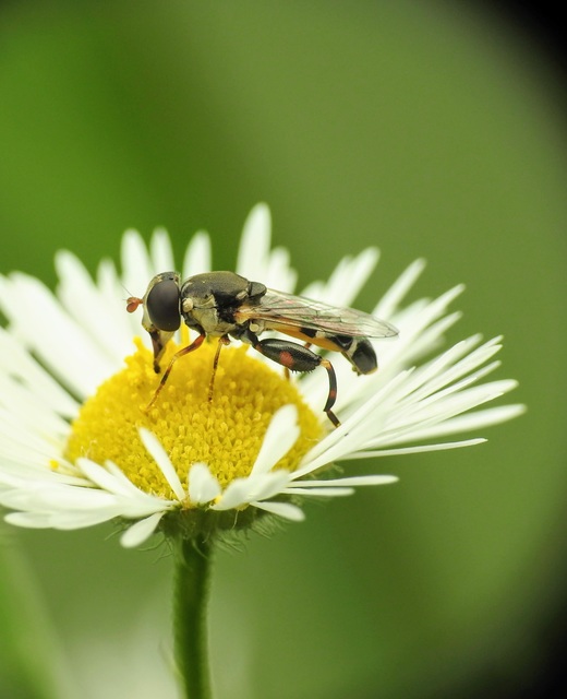Syritta pipiens - zizegő comboslégy