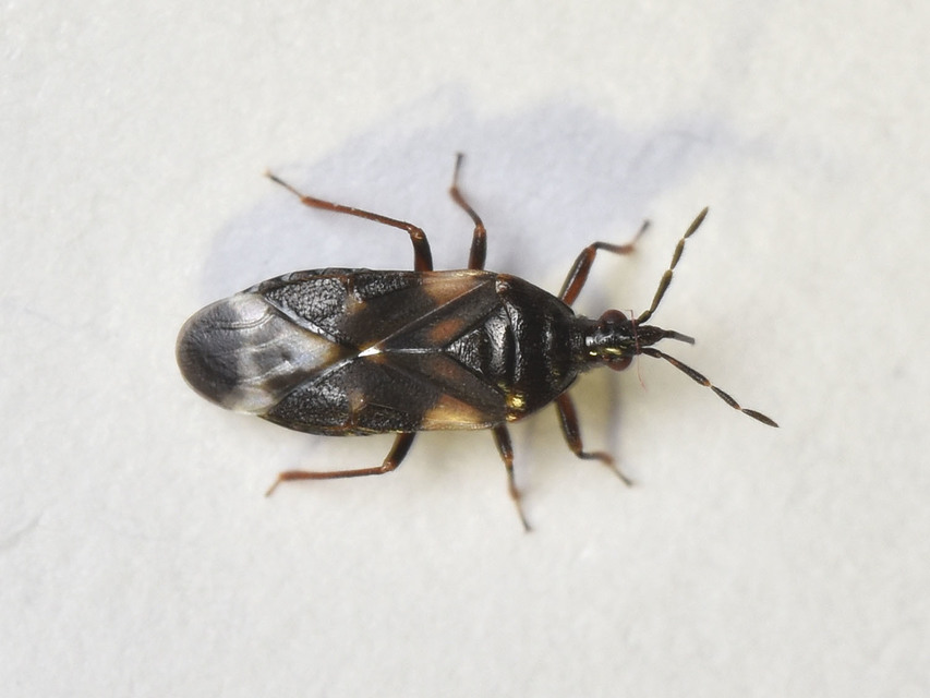 Anthocoris Anthocoris