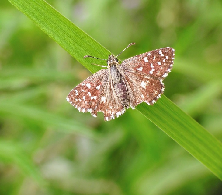 Pyrgus malvae - kis busalepke