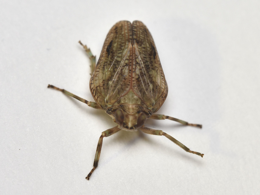 Issus coleoptratus
