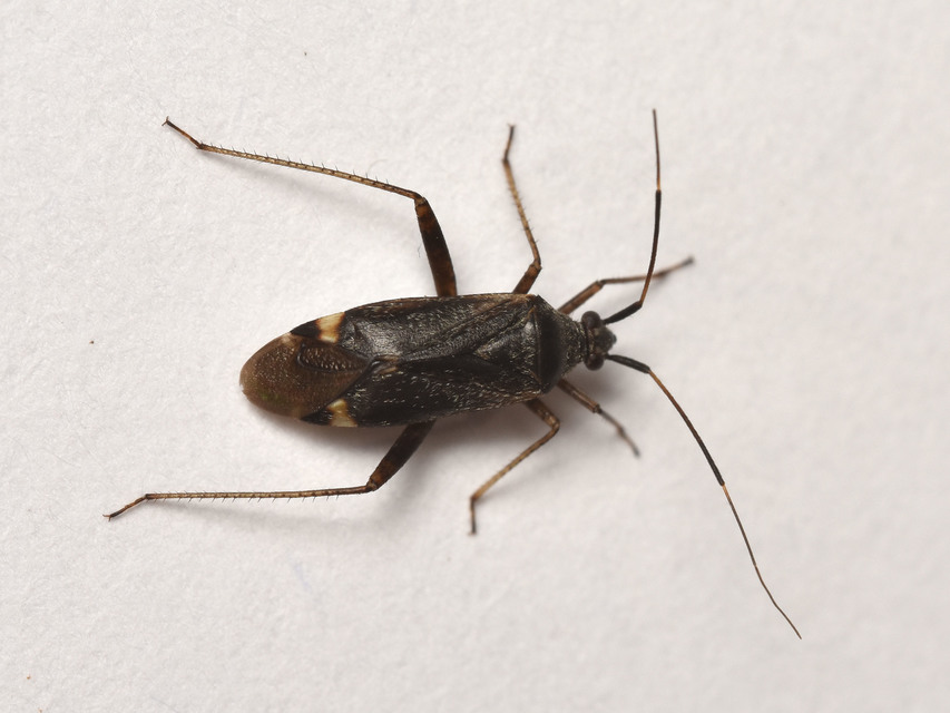 Closterotomus fulvomaculatus - komlópoloska Closterotomus fulvomaculatus - komlópoloska