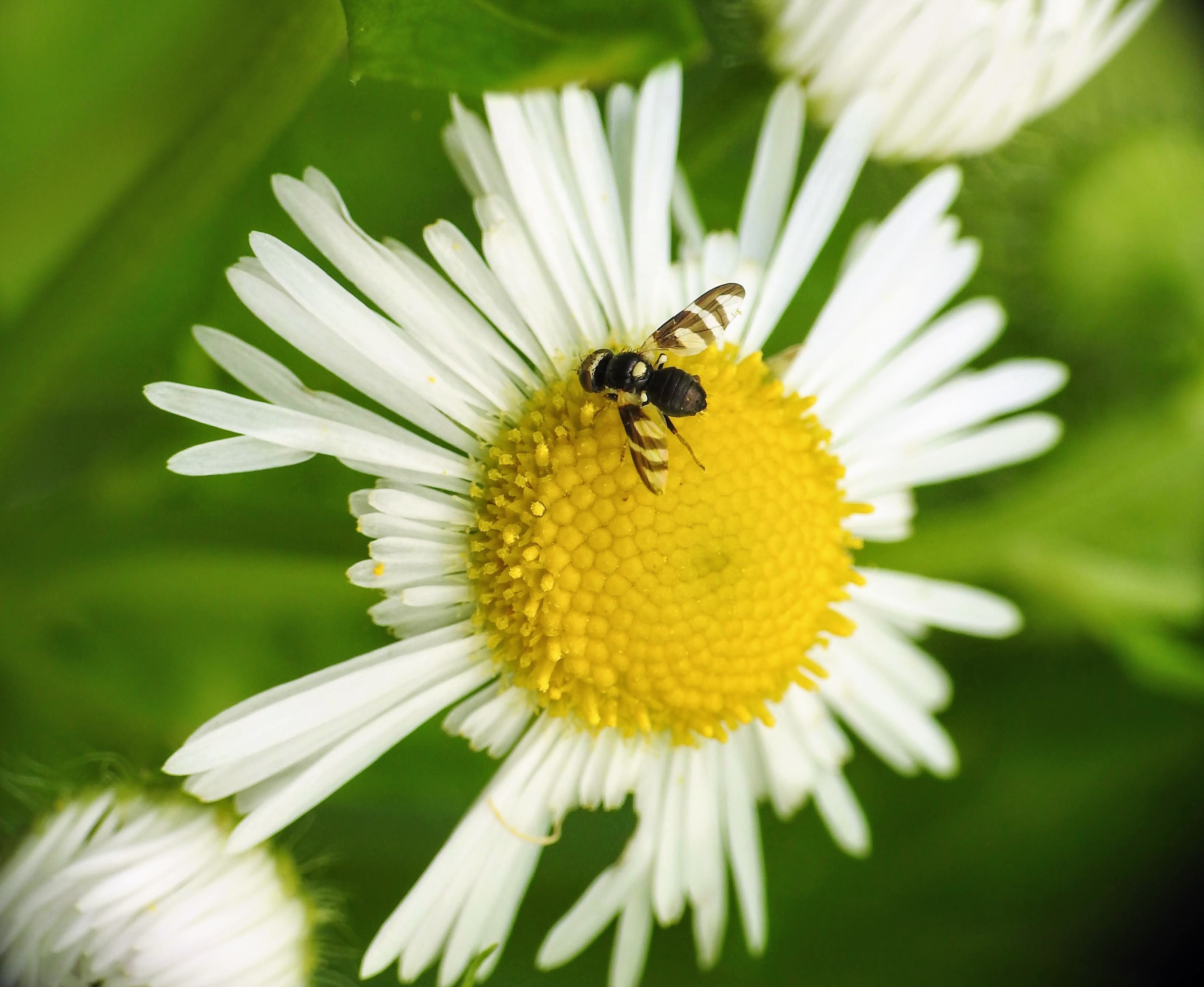 Urophora quadrifasciata