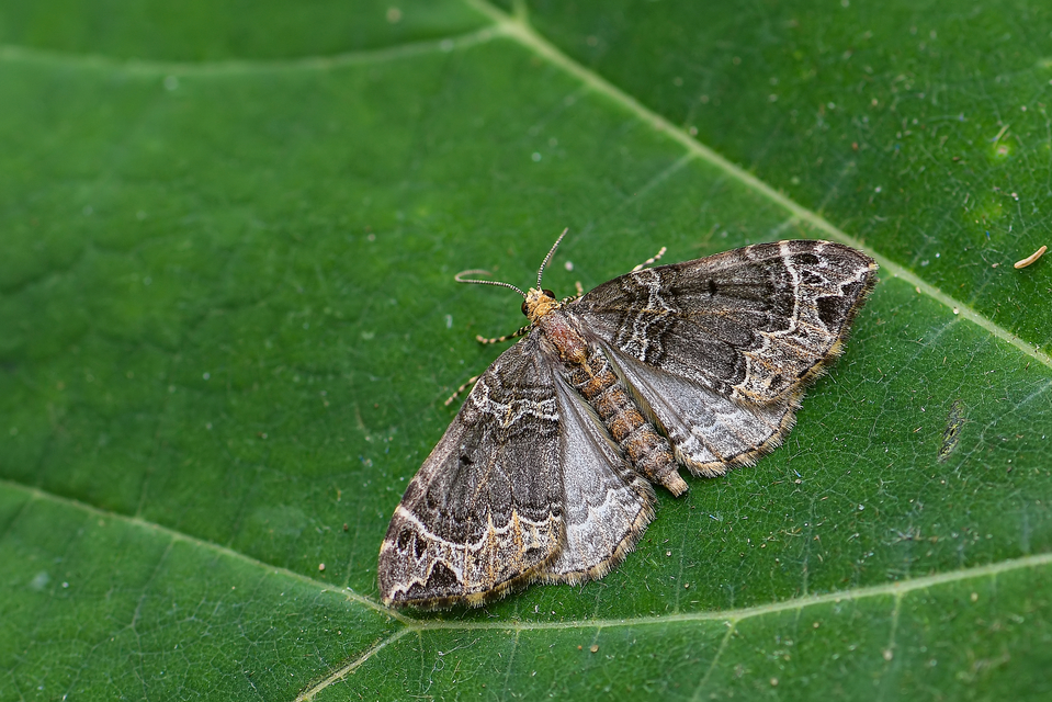 Ecliptopera silaceata - barna tarkaaraszoló