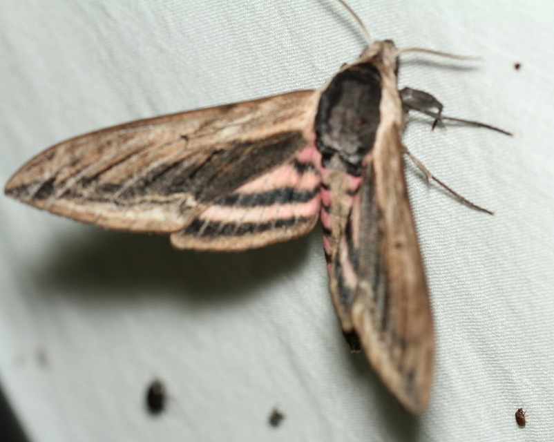 Sphinx ligustri - fagyalszender