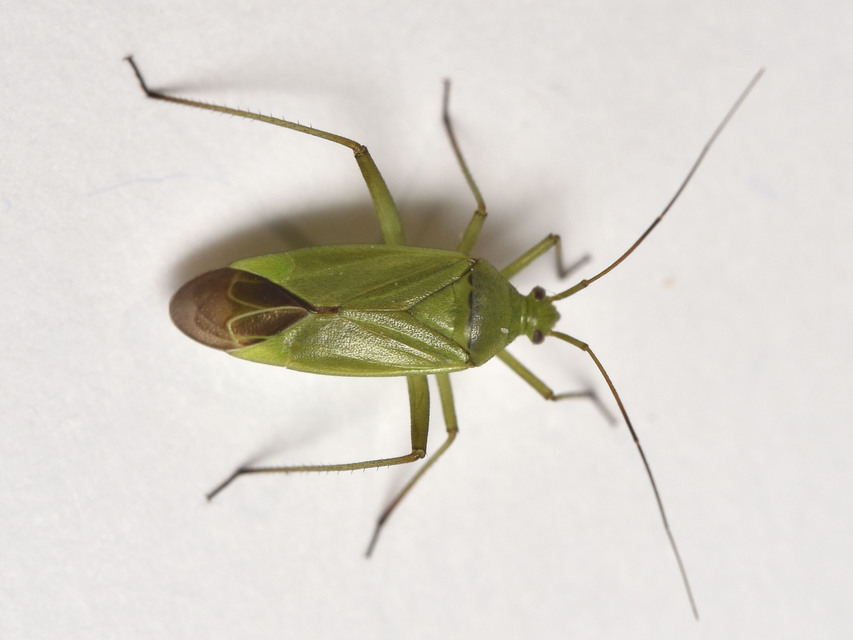 Calocoris affinis