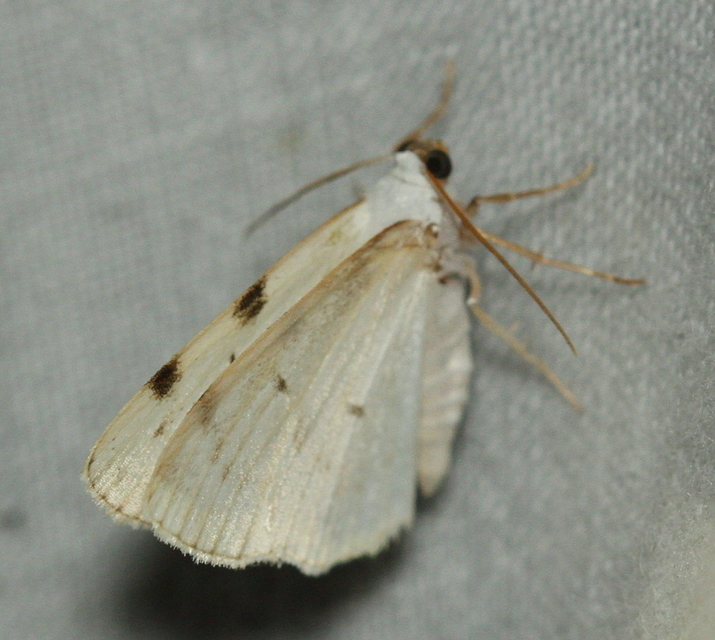 Lomographa bimaculata - kétpontos fehéraraszoló
