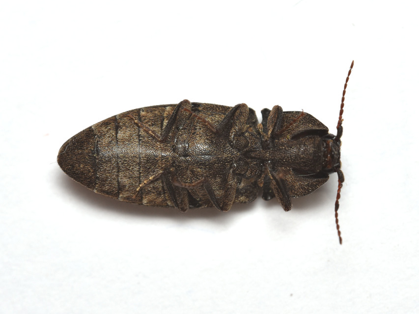Agrypnus murinus - egérszínű pikkelyespattanó