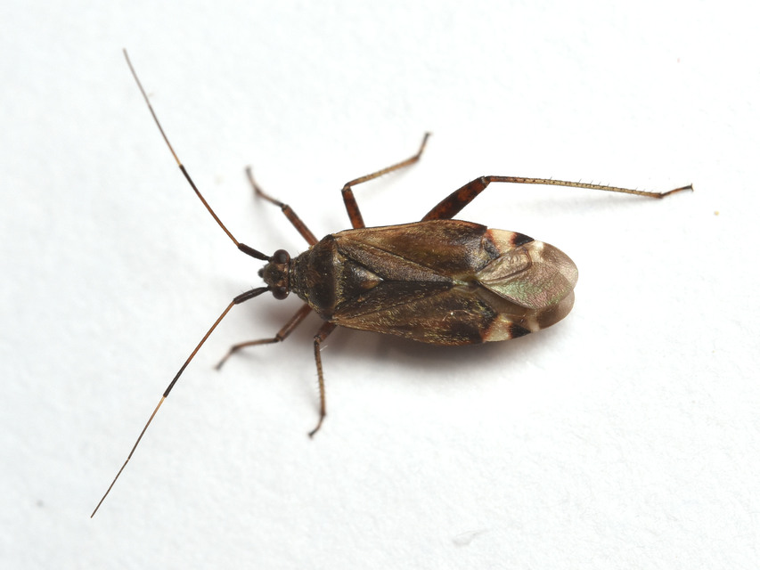 Closterotomus fulvomaculatus - komlópoloska Closterotomus fulvomaculatus - komlópoloska