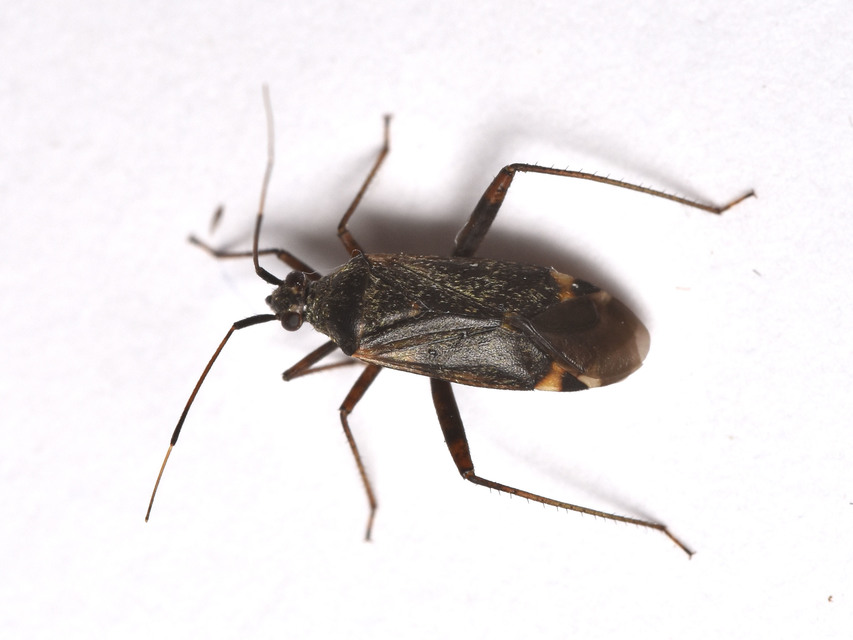 Closterotomus fulvomaculatus - komlópoloska Closterotomus fulvomaculatus - komlópoloska