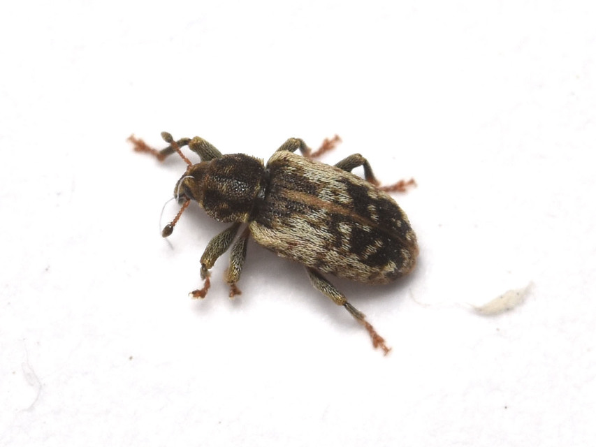 Dorytomus ictor - szegélyes hangormányos