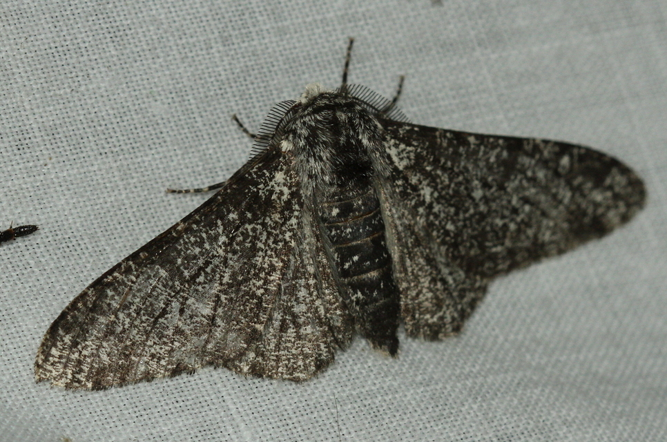 Biston betularia - szürkepettyes araszoló