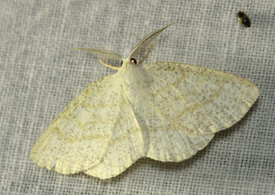 Cabera exanthemata - pettyes égeraraszoló