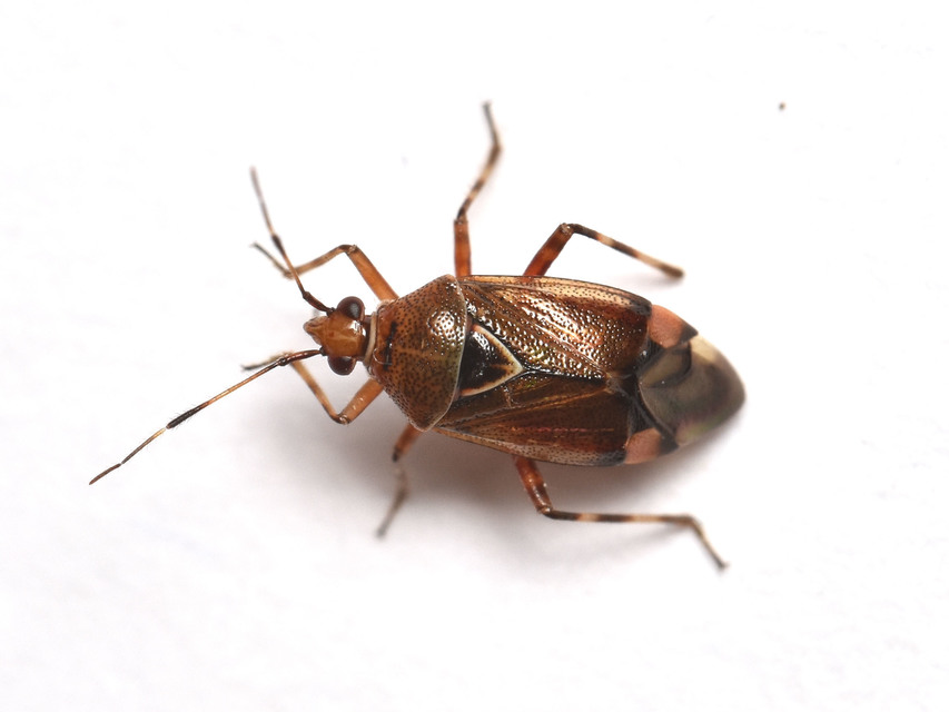 Deraeocoris flavilinea