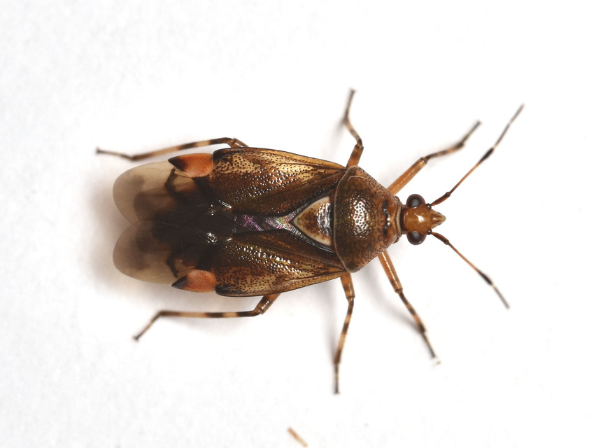 Deraeocoris flavilinea