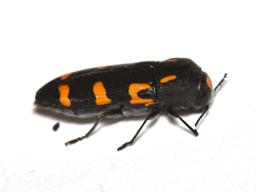 Ptosima undecimmaculata - sárgafoltos díszbogár