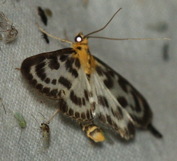 Anania hortulata - tarka csalánmoly
