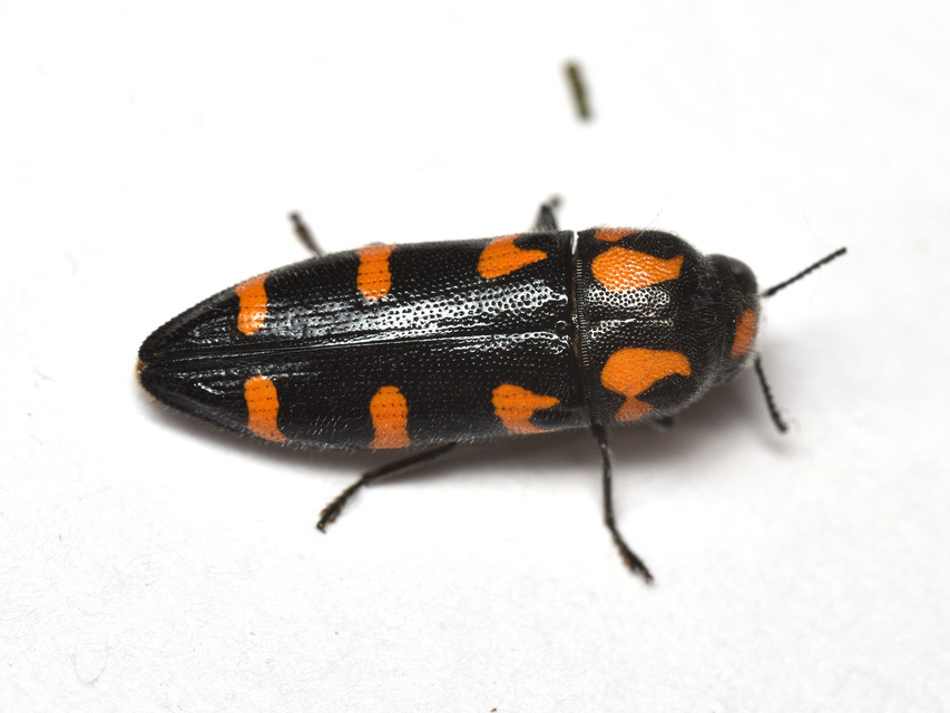 Ptosima undecimmaculata - sárgafoltos díszbogár
