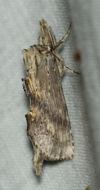 Pterostoma palpina - csőrös púposszövő