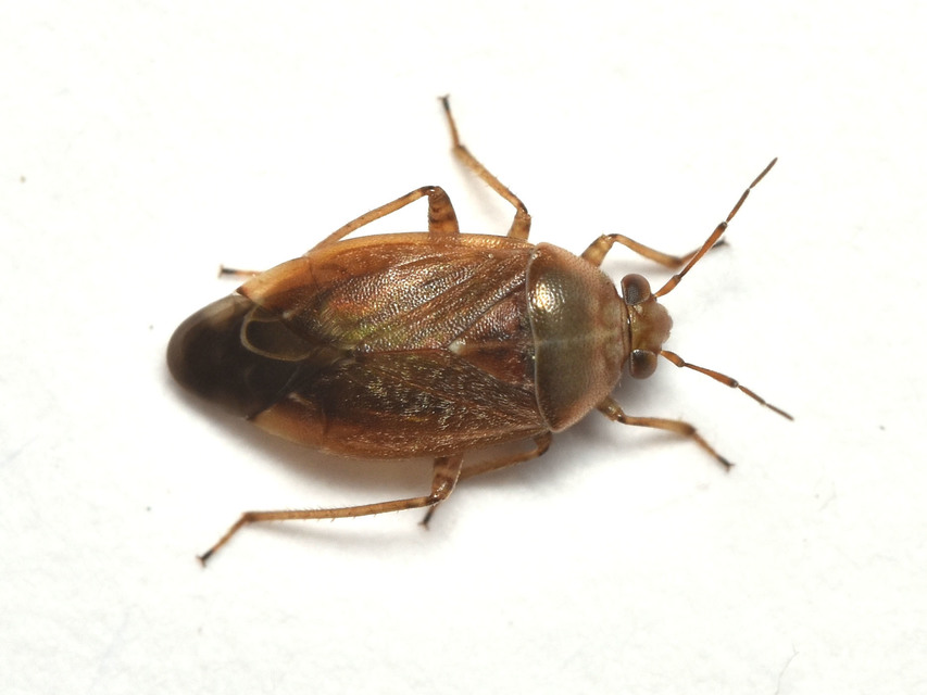 Agnocoris