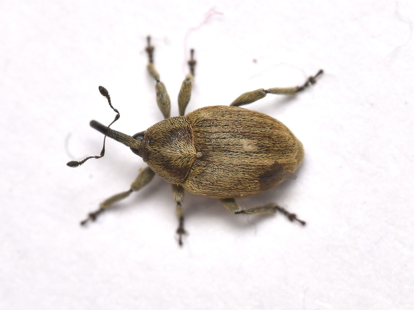 Sibinia pellucens - mécsvirágormányos